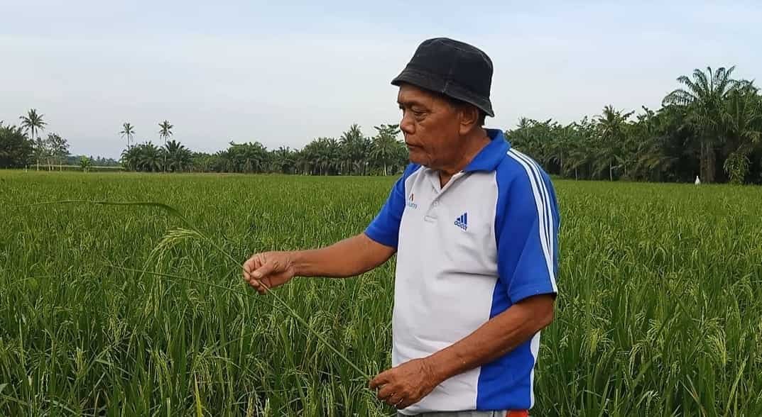Pemerhati Petani, Muja Karya Bakti saat berada di persawahan warga yang diserang hama tikus. Sabtu (05/02/2022). (Foto/Sholeh Pelka).