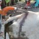 Terlihat sebilah Golok tertancap di punggung Lembu. Senin (21/02/2022). (Foto/istimewa).