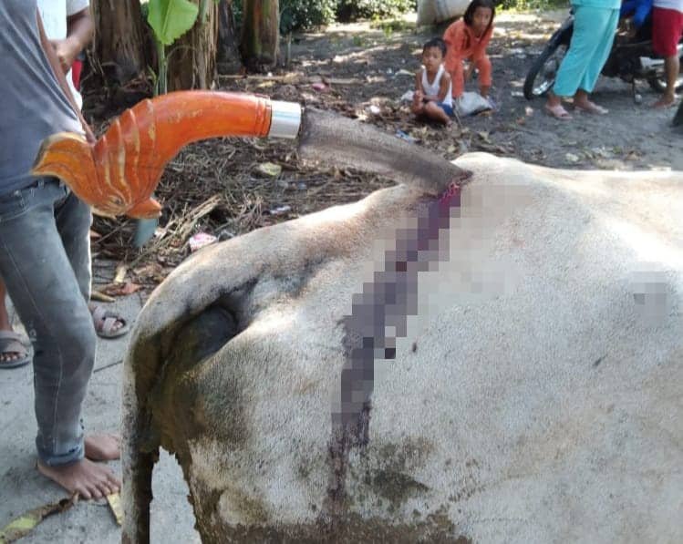 Terlihat sebilah Golok tertancap di punggung Lembu. Senin (21/02/2022). (Foto/istimewa).