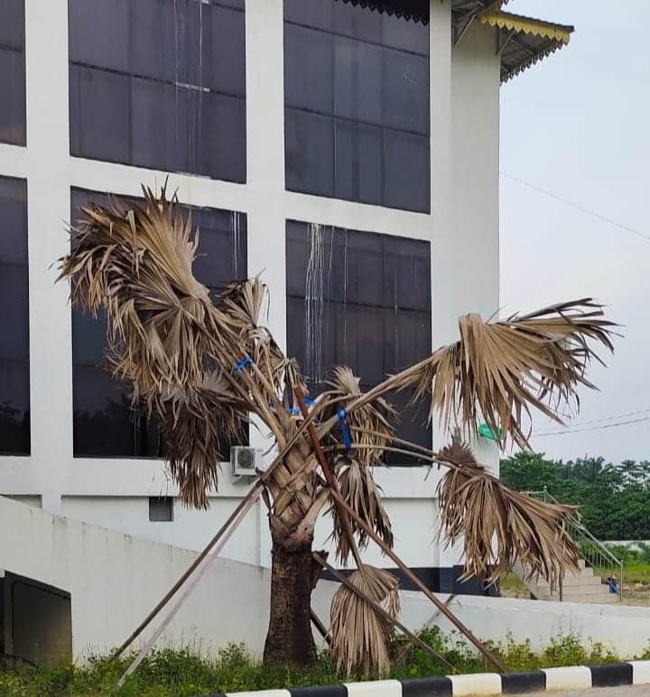 Terlihat pohon mati di taman Kantor DPRD Labura, dimana pihak kontraktor bohongi Sekwan dan Komisi A akan mengganti dengan batas waktu 14 Maret 2022. Selasa (15/3/2022). (Foto/Humas).