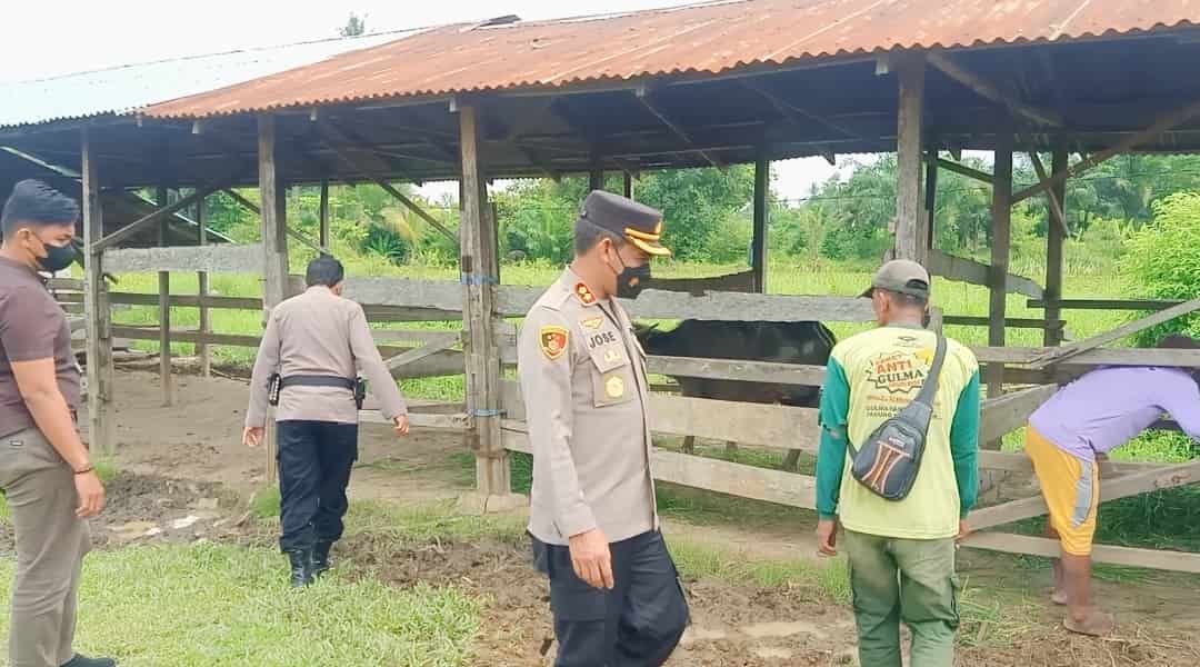 Kapolres Batu Bara, AKBP Jose DC Fernandes didampingi Kapolsek dan drh. Aisyah, cek ternak kerbau di Desa Tanah Tinggi, Air Putih. Kamis (26/05/2022). (Foto/Sholeh Pelka).