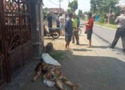 Hindari Jalan Rusak dan Berlubang, Pengendara Sepeda Motor Tewas Ditempat