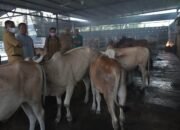 Maraknya PMK Ternak, Bupati Sergai Minta Jangan Panik, Penyakit LSD Bisa Sembuh