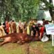 ASN Pemprov Sumut Kurban 144 Ekor Sapi, Afifi Lubis Saling Berbagi kepada Masyarakat