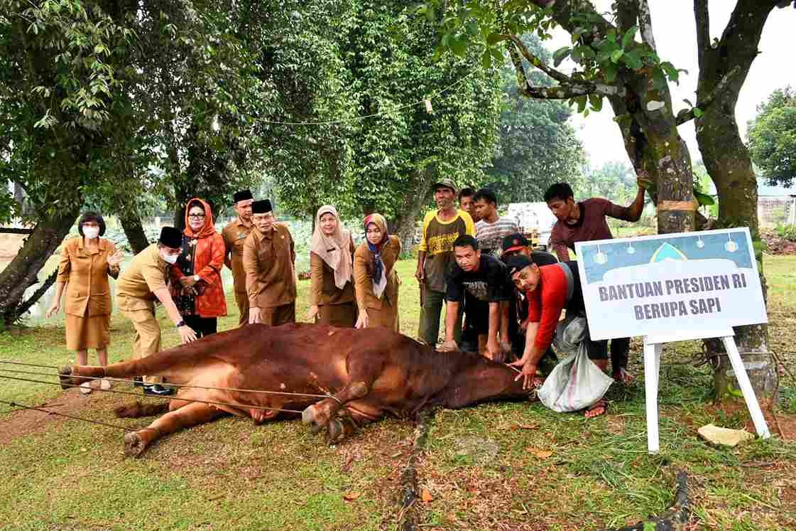 ASN Pemprov Sumut Kurban 144 Ekor Sapi, Afifi Lubis Saling Berbagi kepada Masyarakat