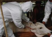 Pemkab Sergai Gelar Vaksinasi untuk Sapi Antisipasi Penyebaran PMK