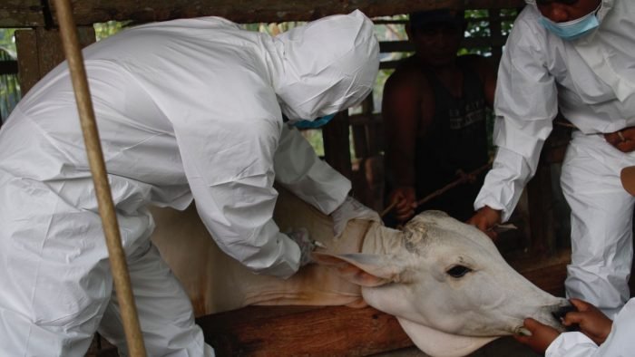 Pemkab Sergai Gelar Vaksinasi untuk Sapi Antisipasi Penyebaran PMK