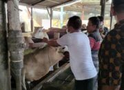 Pemkab Sergai Monitoring Kondisi Sapi, 61 Ekor Siap Disebar ke 17 Kecamatan
