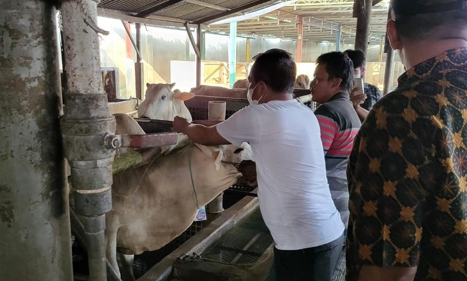 Pemkab Sergai Monitoring Kondisi Sapi, 61 Ekor Siap Disebar ke 17 Kecamatan