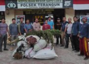 Polres Gayo Lues Ungkap 1 Hektar Ladang Ganja, Pemiliknya Diamankan