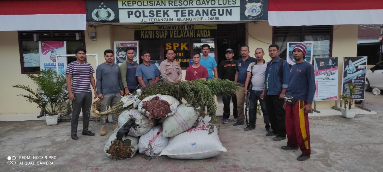 Polres Gayo Lues Ungkap 1 Hektar Ladang Ganja, Pemiliknya Diamankan