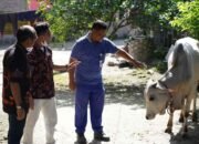 Gebyar Idul Adha 1443 H, PT INALUM Salurkan 40 Hewan Qurban Bebas PMK