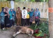Wujud Syukur di Idul Adha, Disdik Batu Bara Sembelih 16 Ekor Hewan Qurban Steril PMK