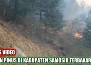 Lagi, Hutan Pinus di Perbukitan Danau Toba Terbakar