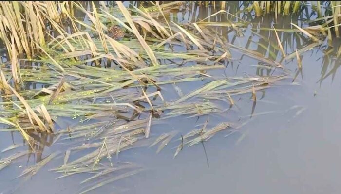 Lapor Pak Bupati! Sawah Petani di Batu Bara Hancur Diduga Terendam Limbah Pabrik Tapioka