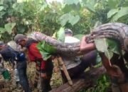 Piton Raksasa Berukuran 7 Meter Ditangkap Warga di Muna Barat
