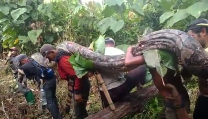 Piton Raksasa Berukuran 7 Meter Ditangkap Warga di Muna Barat