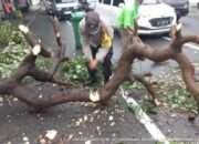 Ada Pohon Tumbang, Polsek Medan Timur Atur Lalu Lintas di Jalan HM Yamin