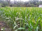 Petani Jagung di Nagan Raya Mengeluh Harga Pupuk Melambung