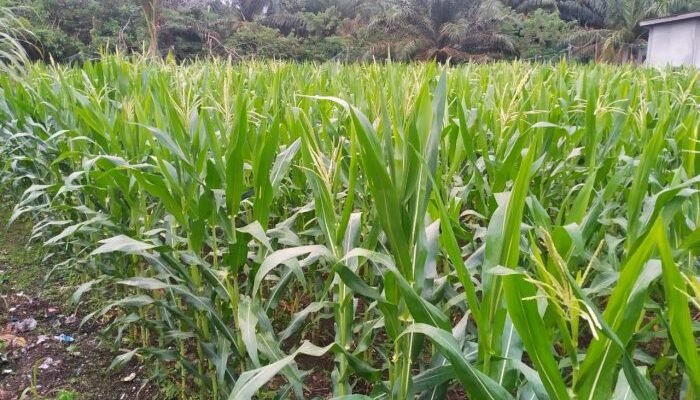 Petani Jagung di Nagan Raya Mengeluh Harga Pupuk Melambung