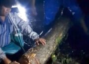 Lurah Denai Bersama Jajaran Evakuasi Pohon Tumbang Halangi Jalan Panglima Denai Dini Hari