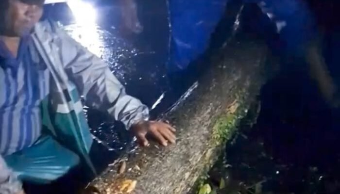 Lurah Denai Bersama Jajaran Evakuasi Pohon Tumbang Halangi Jalan Panglima Denai Dini Hari