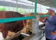 Bupati Sergai Dukung Penggemukan Sapi di Dolok Masihul