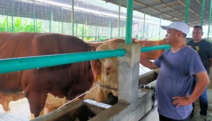 Bupati Sergai Dukung Penggemukan Sapi di Dolok Masihul