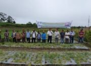 Parlindungan Purba Panen Perdana Bersama Petani Bawang Merah di Panombean