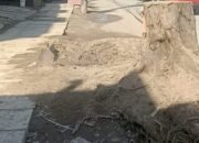 Banyak Pohon Pinggir Jalan Hilang Akibat Proyek Drainase di Medan Denai