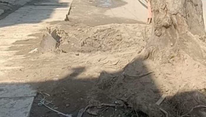 Banyak Pohon Pinggir Jalan Hilang Akibat Proyek Drainase di Medan Denai