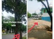 Ada Apa ini?, Antonius : Ada Ilegallogging di Perkotaan