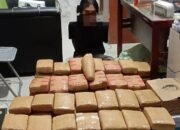 Mahasiswa Terlibat Peredaran 135 Kg Ganja Ditangkap di Kampus