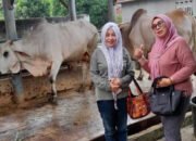 IKAL SMAN 6 Medan Akan Sembelih 7 Lembu Pada Idul Adha1444 H
