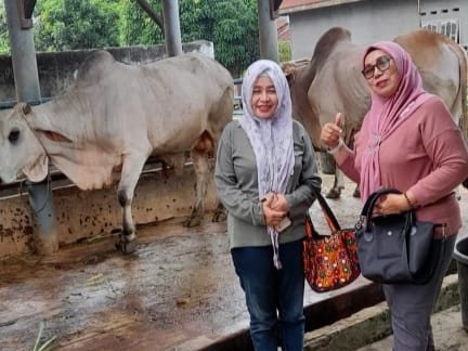 Keterangan foto: panitia Peringatan Hari Besar Islam (PHBI) Ikatan Keluarga Alumni (IKAL) SMAN 6 saat tinjau hewan qurban. (Foto : ist).