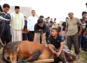 Bobby Nasution dan Keluarga Kurban 2 Sapi di Rumah Kolaborasi