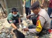 Ditemukan Satgas Karhutla, Anak Beruang Madu Diserahkan ke BKSDA Sumsel