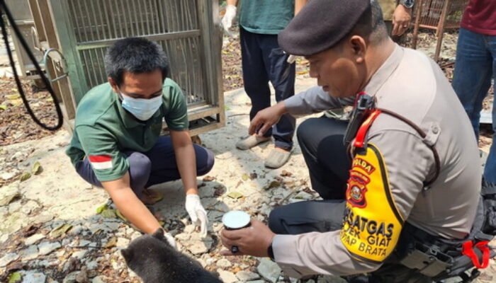 Ditemukan Satgas Karhutla, Anak Beruang Madu Diserahkan ke BKSDA Sumsel