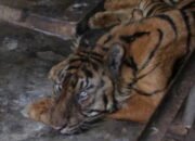 Usai Temui PKBSI, Wali Kota Putuskan Tutup Medan Zoo untuk Pembangunan