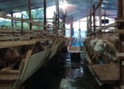 Mutia Farm Binjai Jual Kambing Buat Aqiqah serta Qurban, Melayani Pemotongan dan Memasak