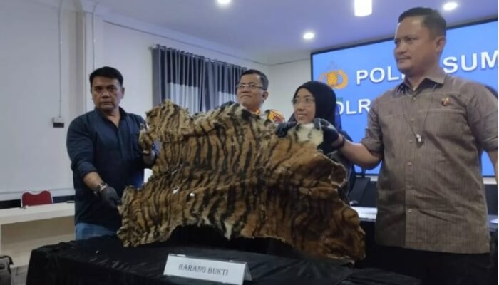Polisi Tangkap Warga Karo Penjual Kulit Harimau