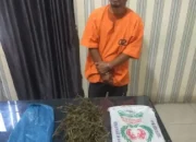 Warga Merdeka Simpan Ganja Kering Ditangkap Polres Tanah Karo