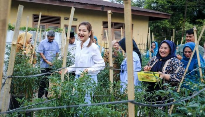Kahiyang Ayu Bersama Kelompok Tani Panen Cabai