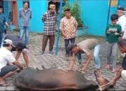 SMSI Sumut bersama STIKP Medan Laksanakan Pemotongan Hewan Qurban Hari Raya Idul Adha