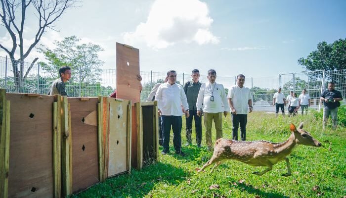 Pj Sekda Medan Lepas 15 Rusa Totol dari Istana Bogor, Taman Cadika Jadi Destinasi Baru Pecinta Satwa