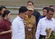 Wapres Kunjungi Sirapit, Pj Bupati Langkat Sambut Percepatan Gerakan Tanam Padi