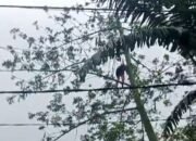 Nahas! Penebang Tergantung di Atas Pohon, Istri Histeris Minta Tolong