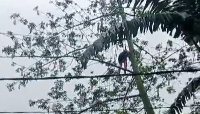 Nahas! Penebang Tergantung di Atas Pohon, Istri Histeris Minta Tolong