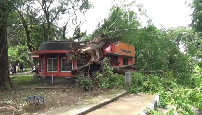 Pohon Raksasa Tumbang Timpa Kantor Pos di Medan, Pegawai Nyaris Tertimpa dan Mobil Terkena Dahan, Gibson: Anginnya Yang Seram