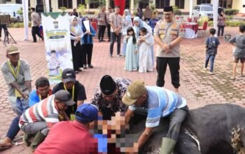 Kapolres Langkat Kurban 12 Sapi dan 5 Kambing, Masyarakat Heboh Sambut Idul Adha 1446 H!
